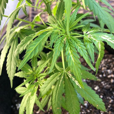 Balinha - Fêmea  growlog timeline photo