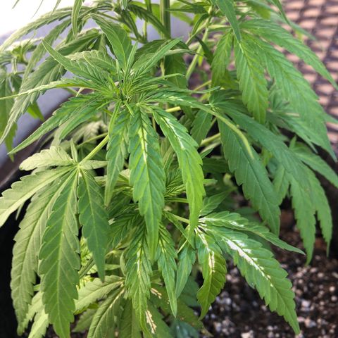 Balinha - Fêmea  growlog timeline photo