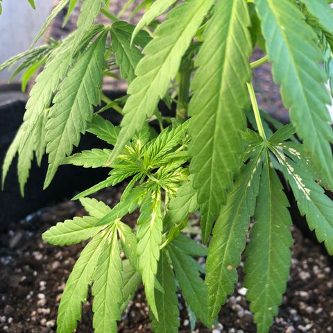 Balinha - Fêmea  growlog timeline photo