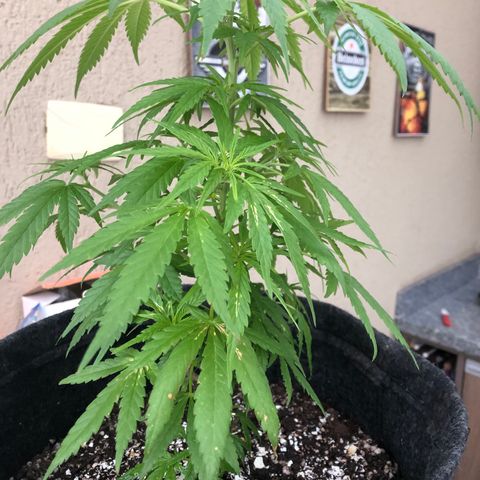 Balinha - Fêmea  growlog timeline photo