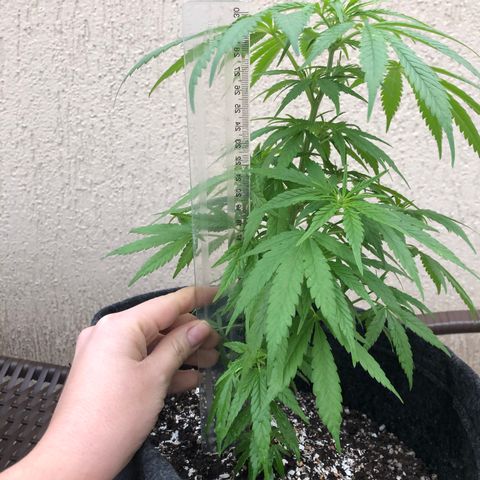 Balinha - Fêmea  growlog timeline photo