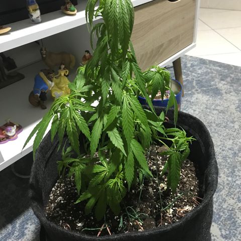Balinha - Fêmea  growlog timeline photo