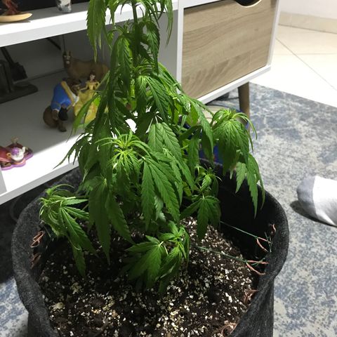 Balinha - Fêmea  growlog timeline photo
