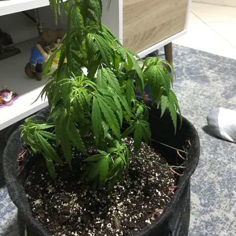 Balinha - Fêmea  growlog timeline photo