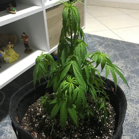 Balinha - Fêmea  growlog timeline photo
