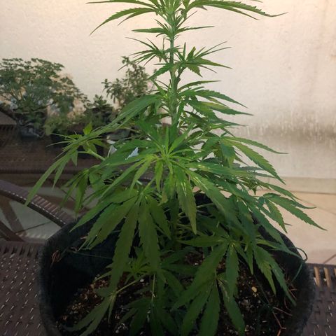 Balinha - Fêmea  growlog timeline photo