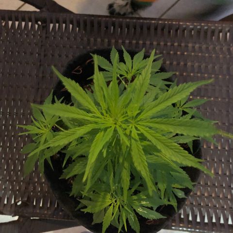 Balinha - Fêmea  growlog timeline photo