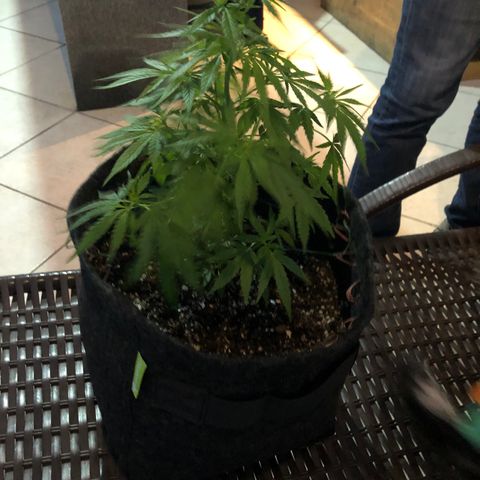 Balinha - Fêmea  growlog timeline photo