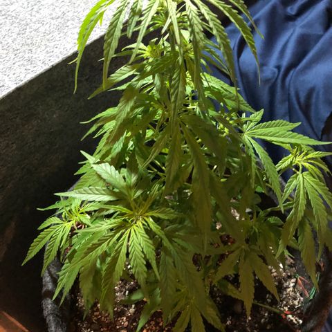 Balinha - Fêmea  growlog timeline photo