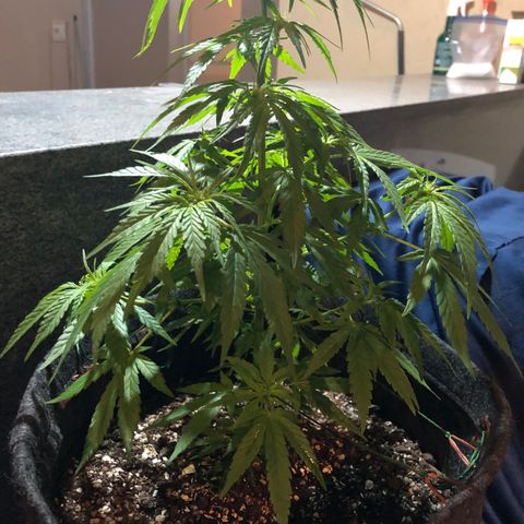 Balinha - Fêmea  growlog timeline photo