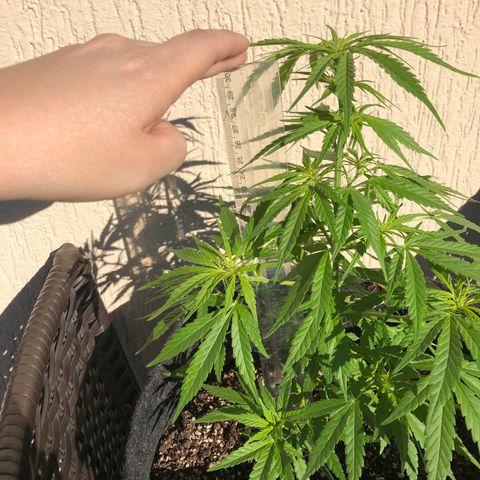 Balinha - Fêmea  growlog timeline photo