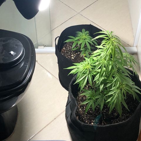 Balinha - Fêmea  growlog timeline photo