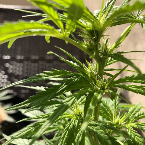Balinha - Fêmea  growlog timeline photo