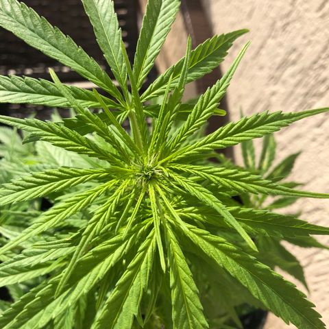 Balinha - Fêmea  growlog timeline photo