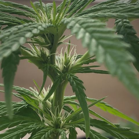 Balinha - Fêmea  growlog timeline photo