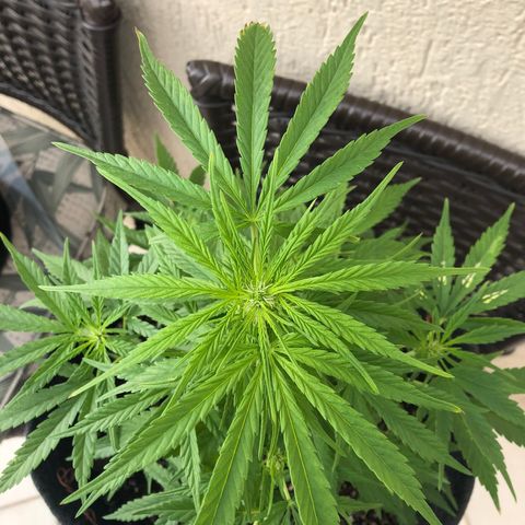 Balinha - Fêmea  growlog timeline photo