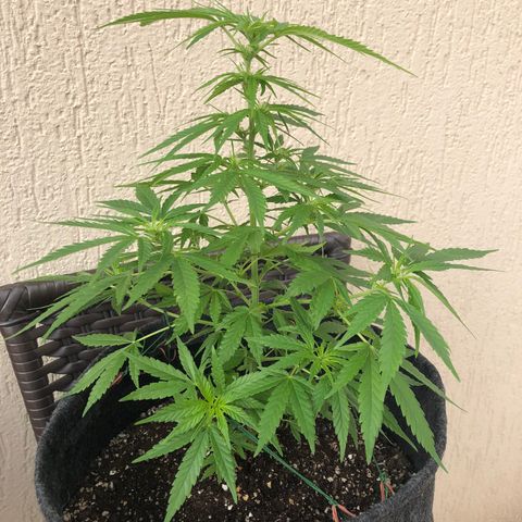 Balinha - Fêmea  growlog timeline photo