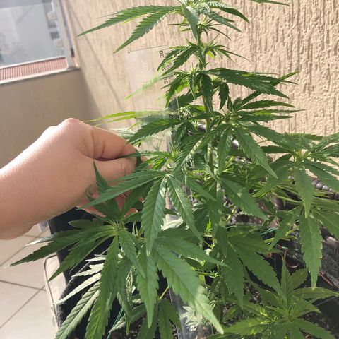 Balinha - Fêmea  growlog timeline photo