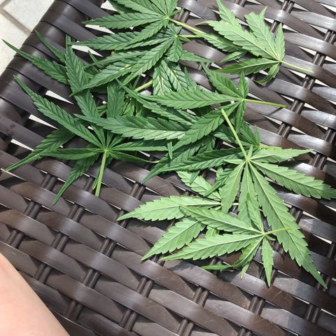 Balinha - Fêmea  growlog timeline photo