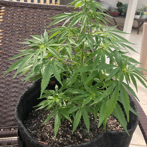Balinha - Fêmea  growlog timeline photo