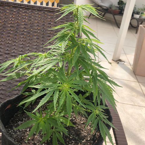 Balinha - Fêmea  growlog timeline photo