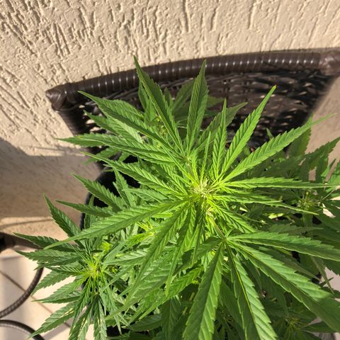 Balinha - Fêmea  growlog timeline photo