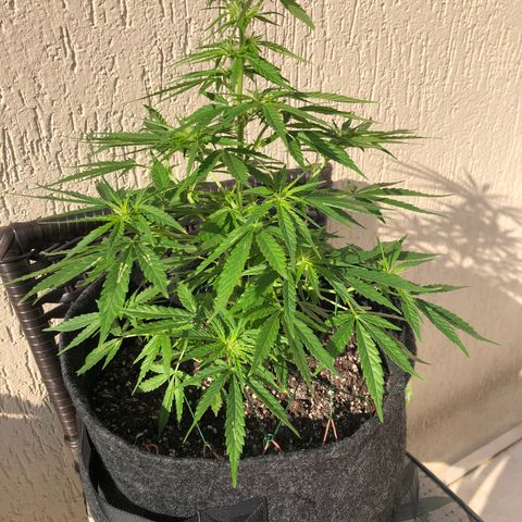 Balinha - Fêmea  growlog timeline photo