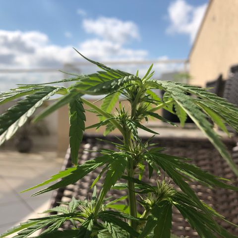 Balinha - Fêmea  growlog timeline photo