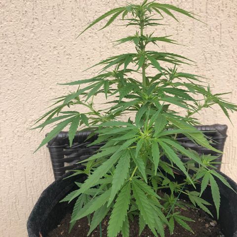 Balinha - Fêmea  growlog timeline photo