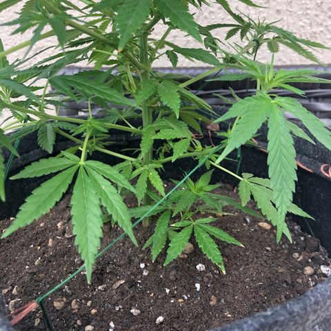 Balinha - Fêmea  growlog timeline photo