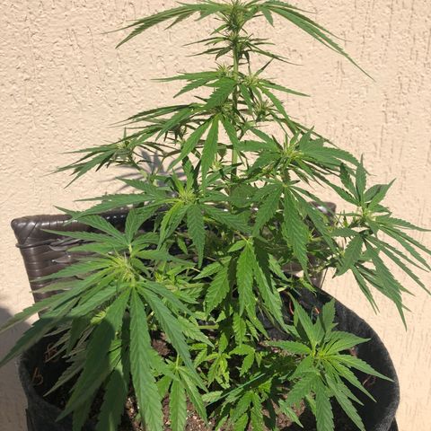 Balinha - Fêmea  growlog timeline photo