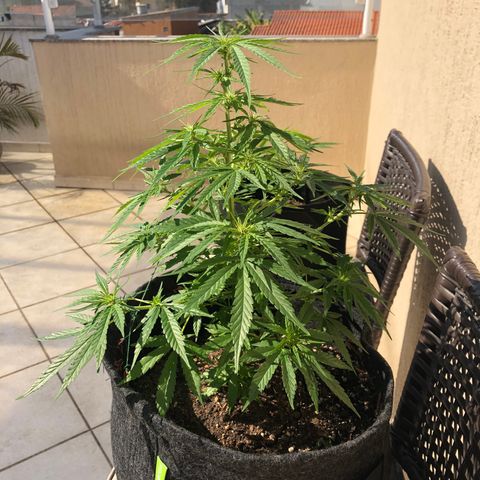 Balinha - Fêmea  growlog timeline photo