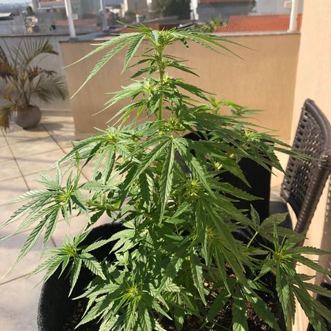 Balinha - Fêmea  growlog timeline photo
