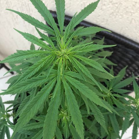 Balinha - Fêmea  growlog timeline photo