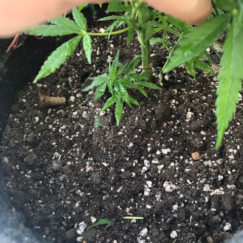 Balinha - Fêmea  growlog timeline photo