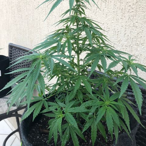 Balinha - Fêmea  growlog timeline photo