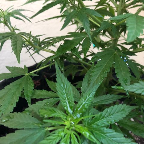 Balinha - Fêmea  growlog timeline photo