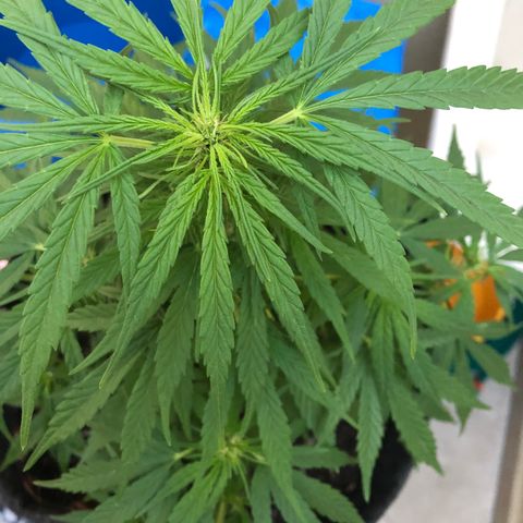 Balinha - Fêmea  growlog timeline photo