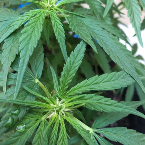 Balinha - Fêmea  growlog timeline photo