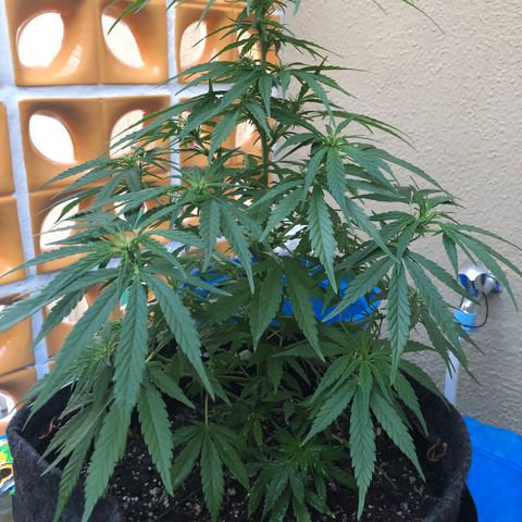 Balinha - Fêmea  growlog timeline photo