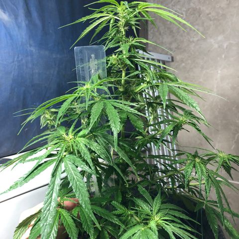 Balinha - Fêmea  growlog timeline photo