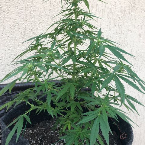 Balinha - Fêmea  growlog timeline photo