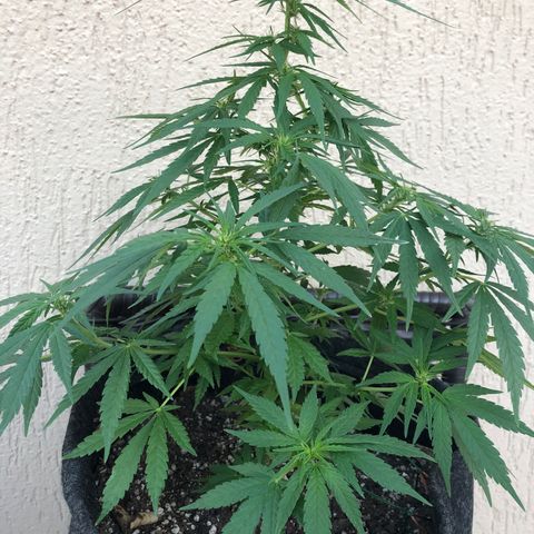 Balinha - Fêmea  growlog timeline photo