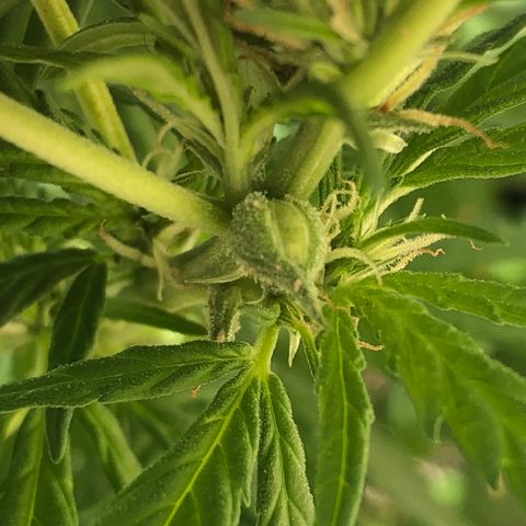 Balinha - Fêmea  growlog timeline photo