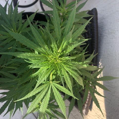 Balinha - Fêmea  growlog timeline photo