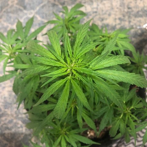 Balinha - Fêmea  growlog timeline photo