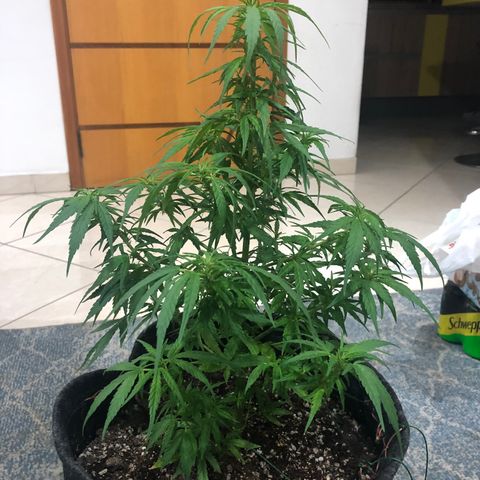 Balinha - Fêmea  growlog timeline photo