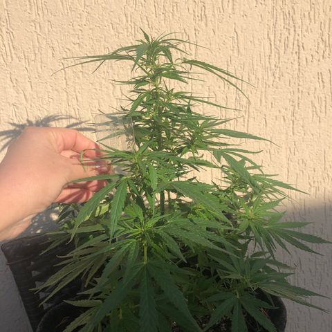 Balinha - Fêmea  growlog timeline photo
