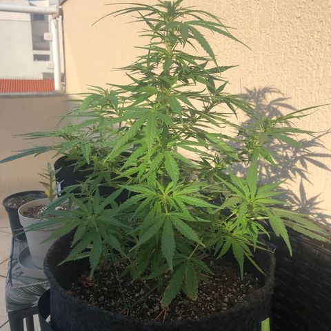 Balinha - Fêmea  growlog timeline photo