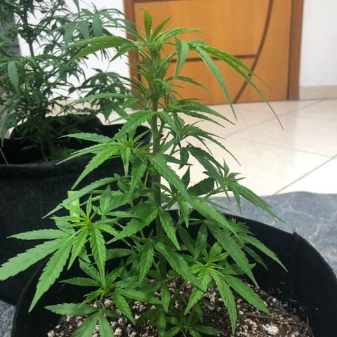Balinha - Fêmea  growlog timeline photo